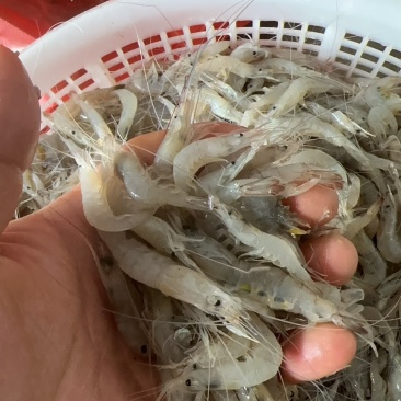 小虾