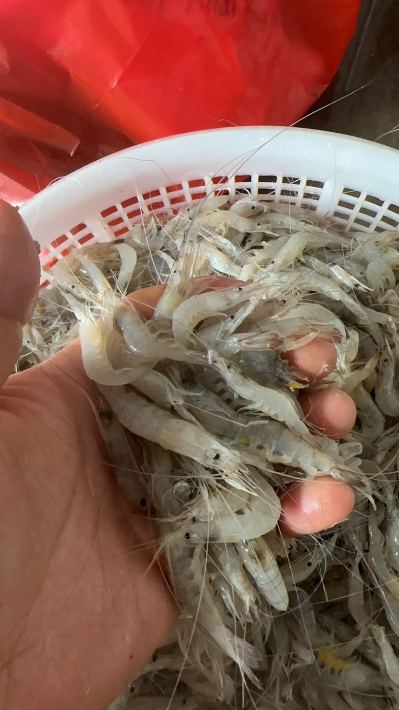 小虾