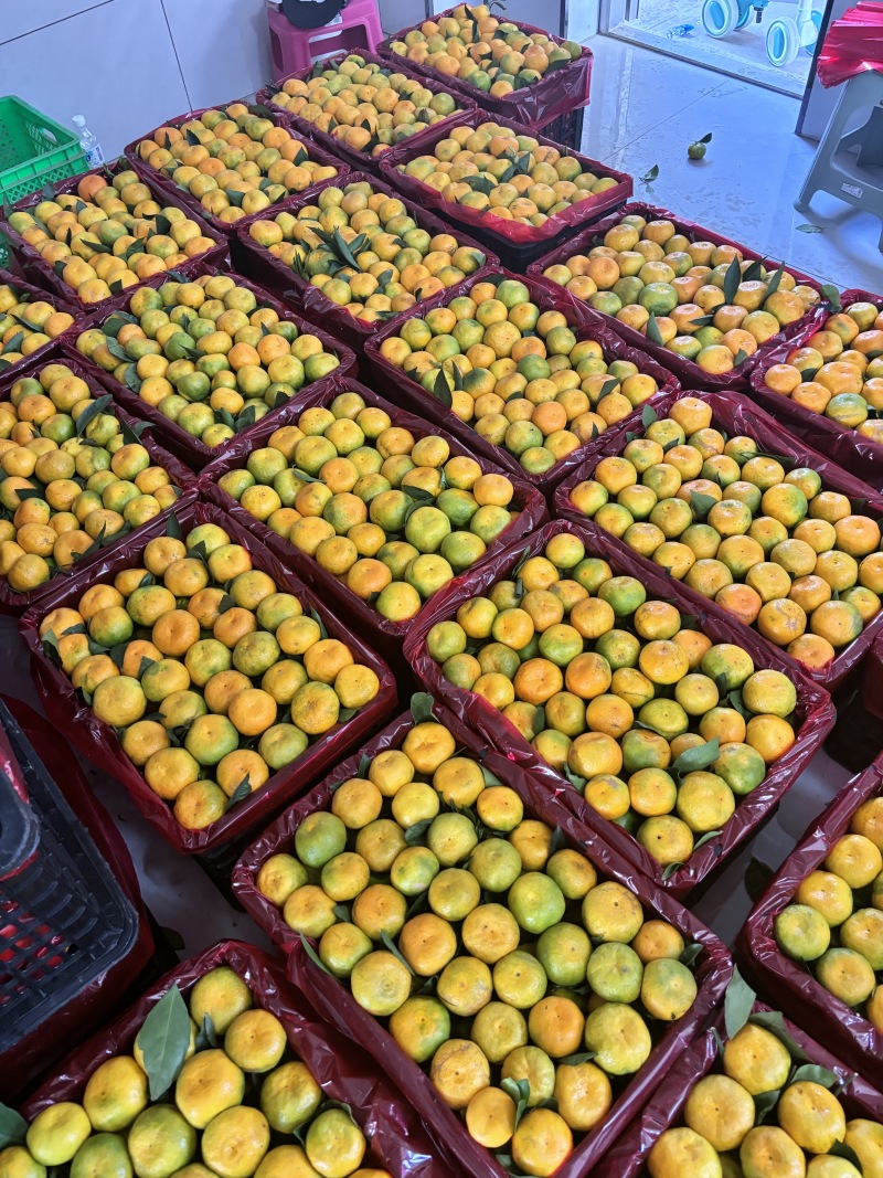 【早熟纯甜蜜桔】薄皮果测糖11到13个纯甜大量有货