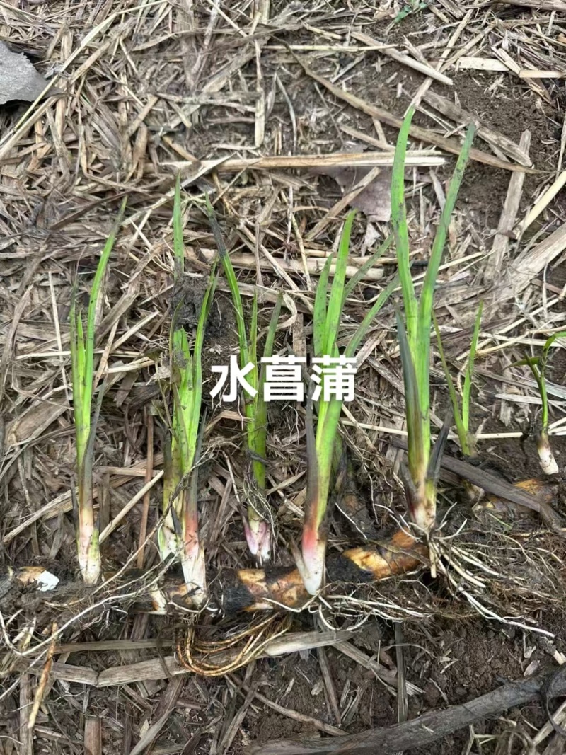 菖蒲…