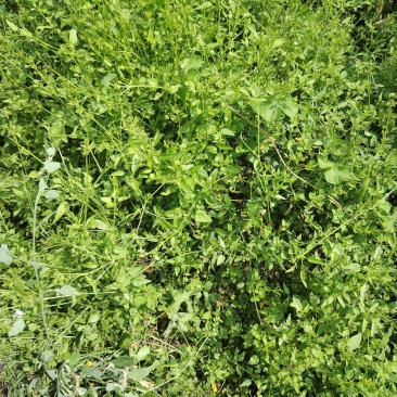 茜草种苗一年苗抗旱抗捞全程提供技术