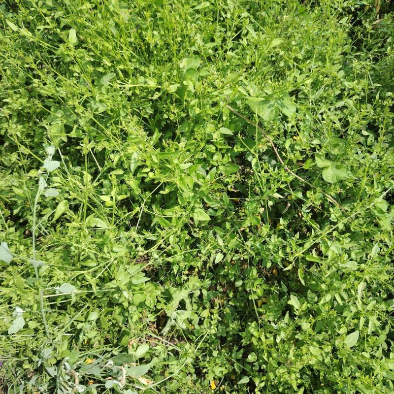 茜草种苗一年苗抗旱抗捞全程提供技术