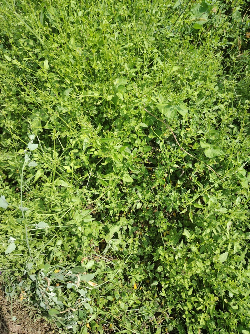 茜草种苗一年苗抗旱抗捞全程提供技术