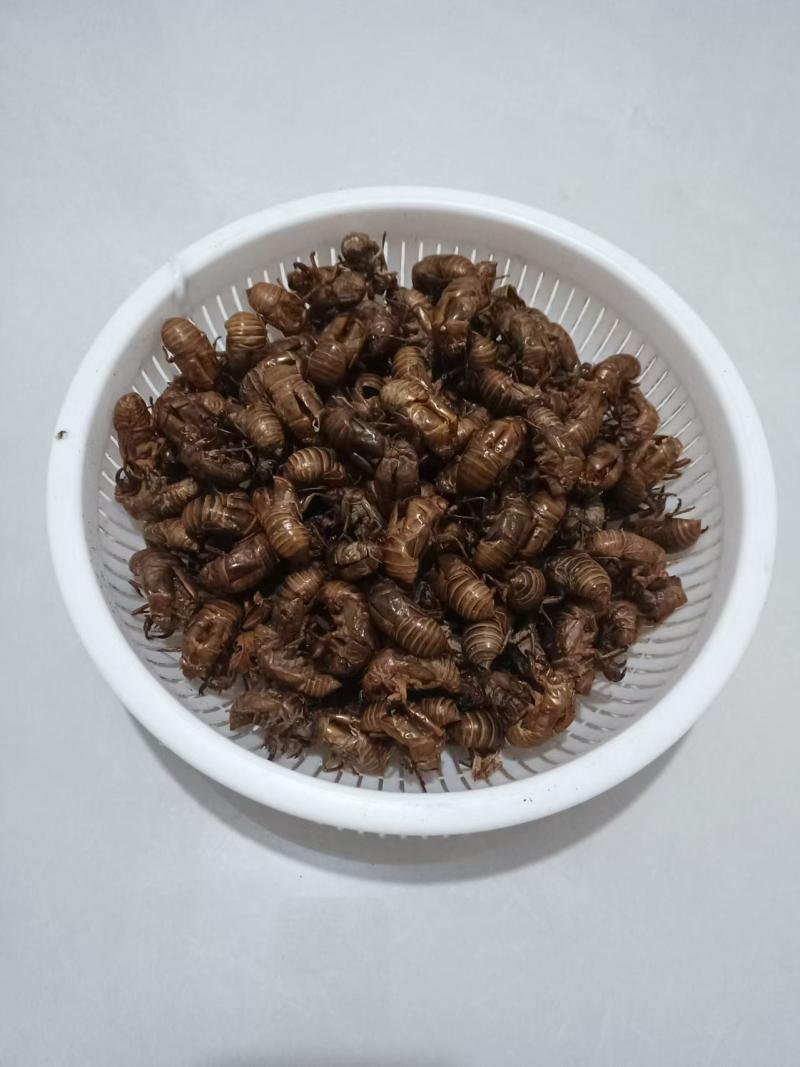 野生蝉壳