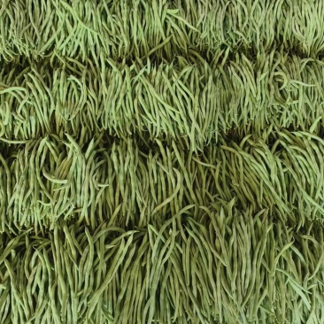 甘肃豆角架豆王大量上市，欢迎来电咨询