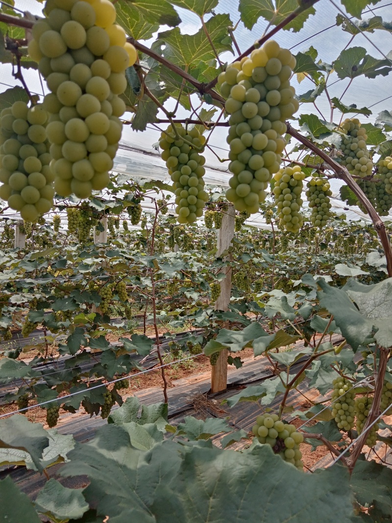 水晶葡萄联系方式***********
