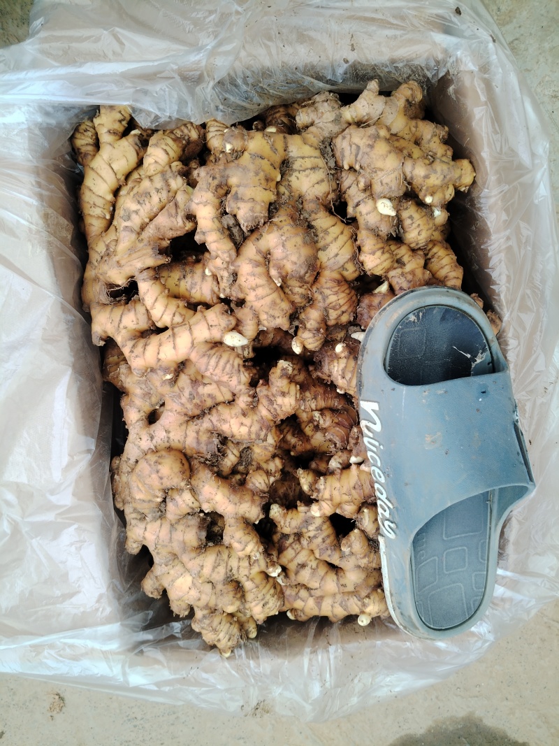 贵州大二黄姜