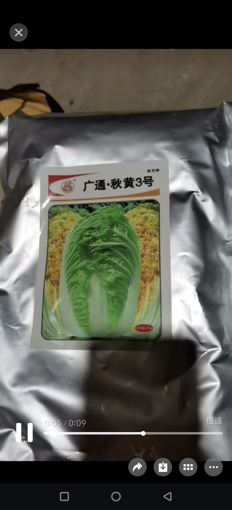 精品白菜苗黄心白菜苗夏阳白菜苗包头白菜苗量大从优