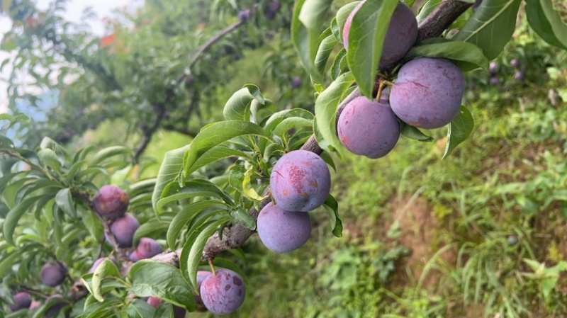 脆红珍珠李