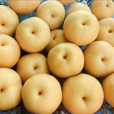 精品山阳圆黄梨