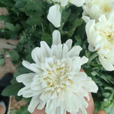 江苏鲜切花黄白菊