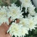 江苏鲜切花黄白菊