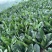 精选菠菜内蒙菠菜大叶菠菜2025鲜菠菜对接市场批发欢迎联系