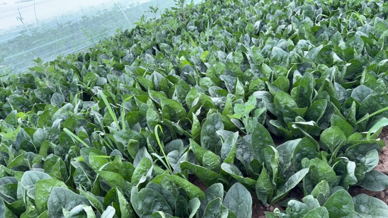 精选菠菜内蒙菠菜大叶菠菜2025鲜菠菜对接市场批发欢迎联系