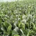精选菠菜内蒙菠菜大叶菠菜2025鲜菠菜对接市场批发欢迎联系