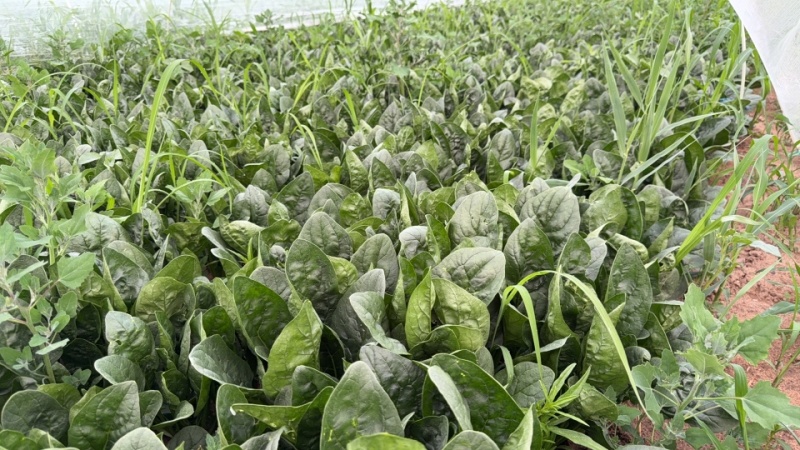 精选菠菜内蒙菠菜大叶菠菜2025鲜菠菜对接市场批发欢迎联系