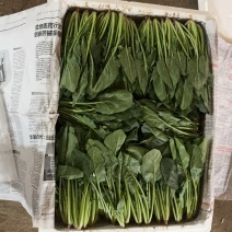 精选菠菜内蒙菠菜大叶菠菜2025鲜菠菜对接市场批发欢迎联系