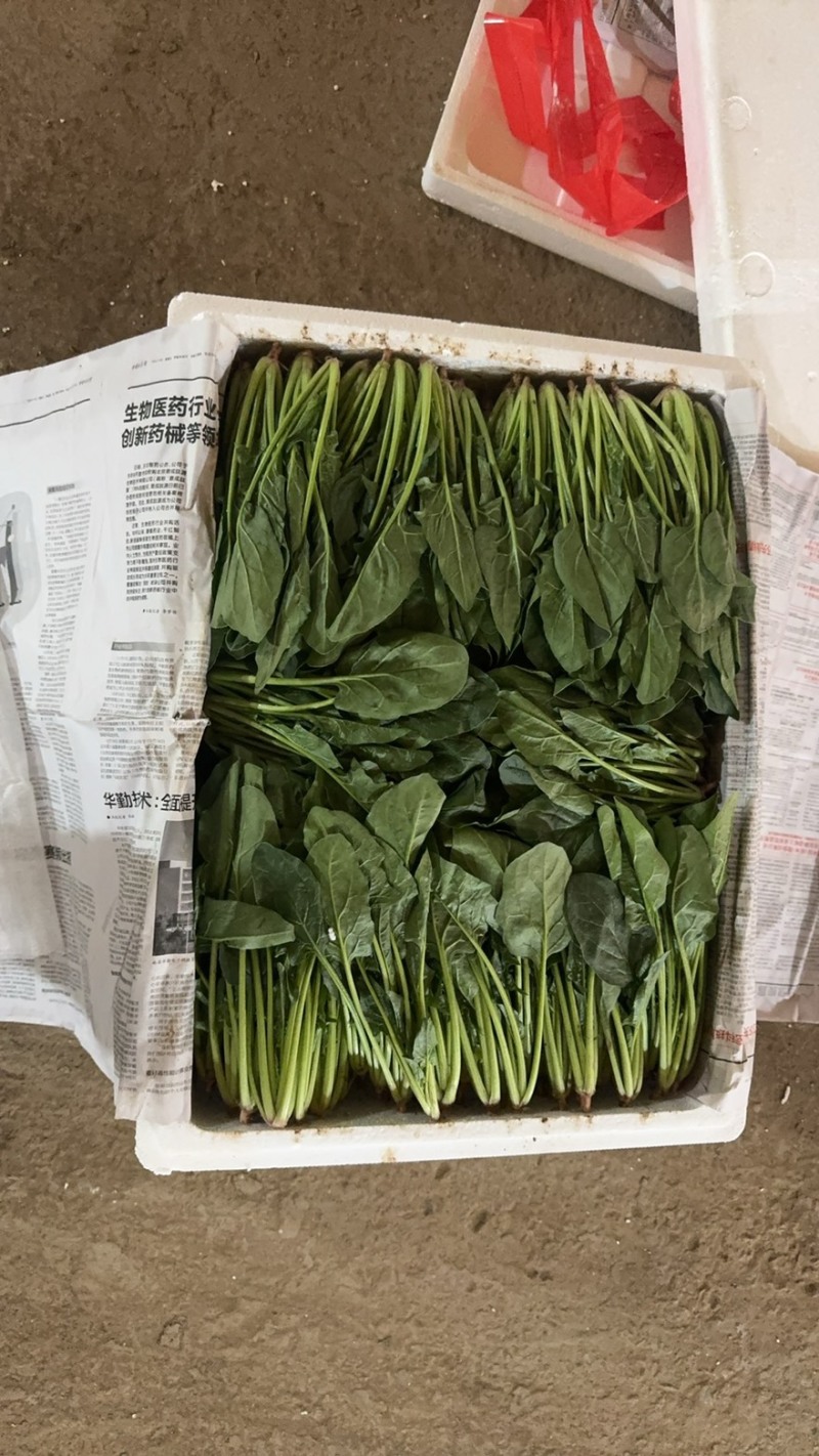 精选菠菜内蒙菠菜大叶菠菜2025鲜菠菜对接市场批发欢迎联系