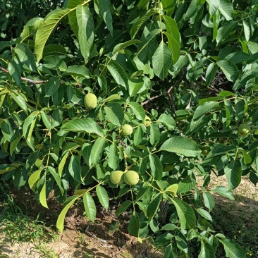 青皮核桃，量大从优惠