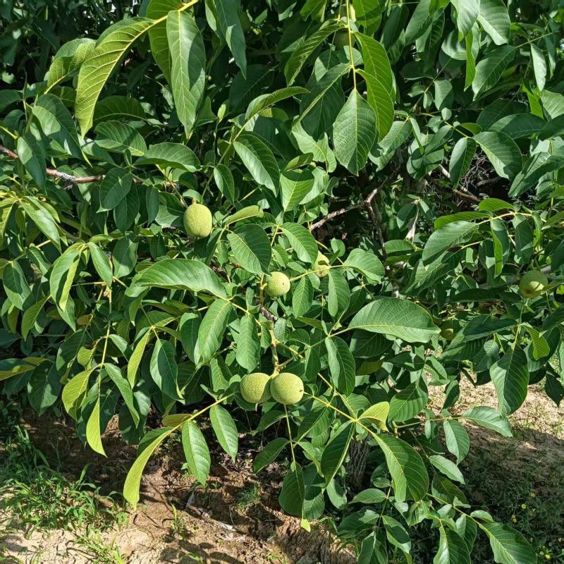 青皮核桃，量大从优惠