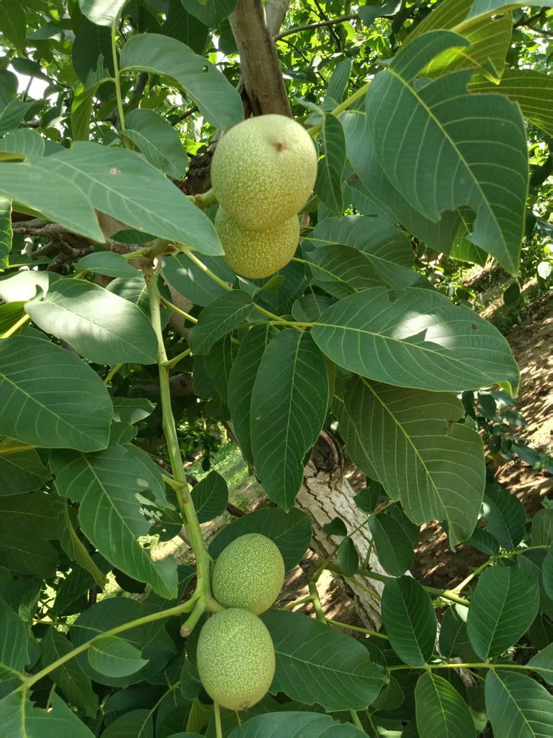 青皮核桃，量大从优惠