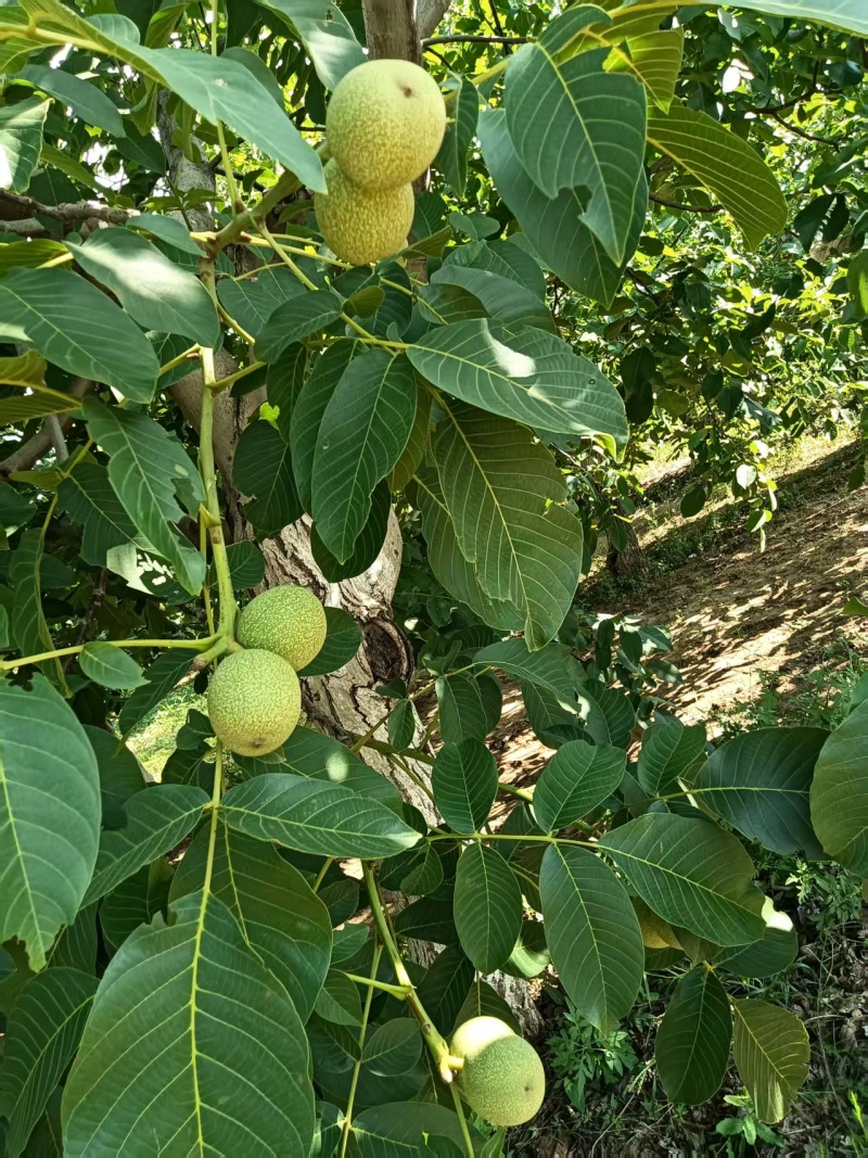 青皮核桃，量大从优惠