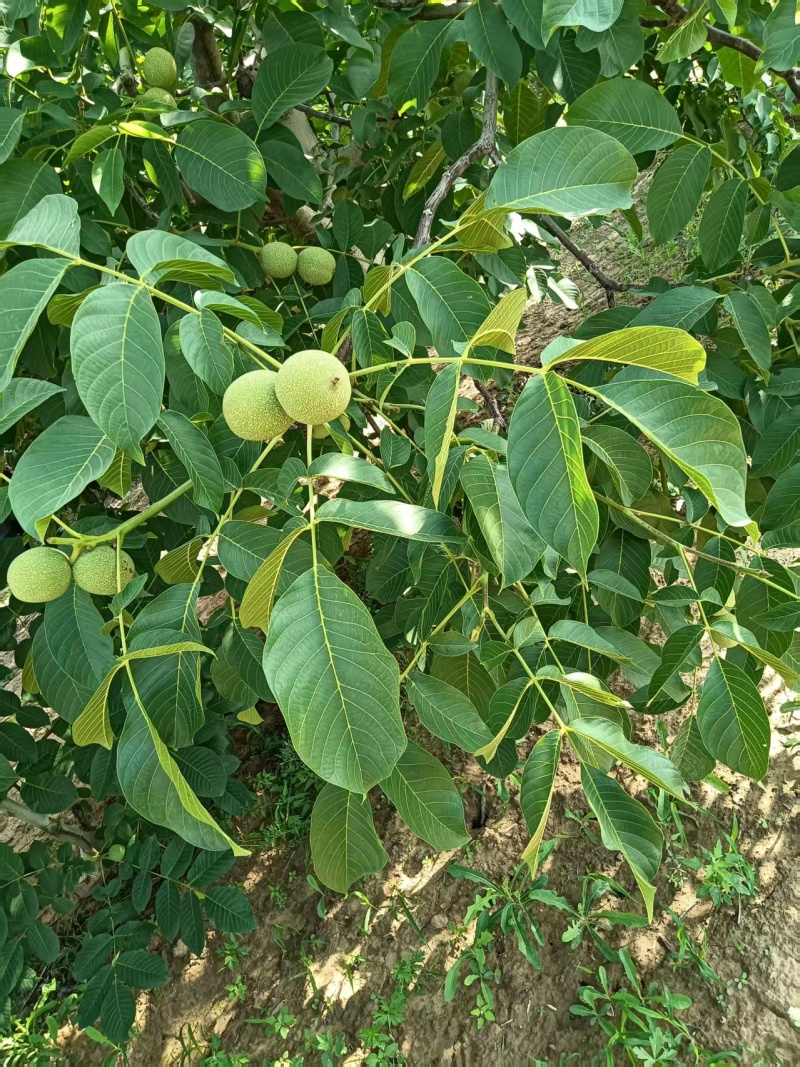青皮核桃，量大从优惠