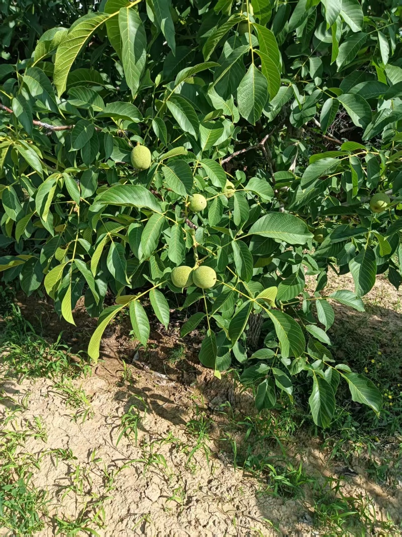 青皮核桃，量大从优惠