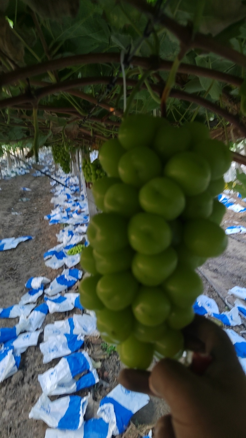 （精选）陕西渭南阳光玫瑰大量上市对接商超电商供应链一条龙