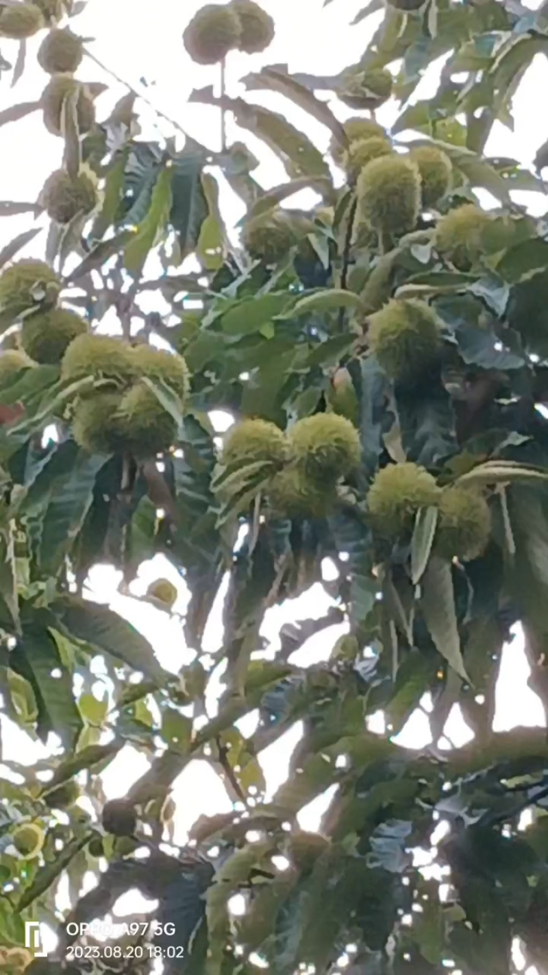 嫩粟米。刺球