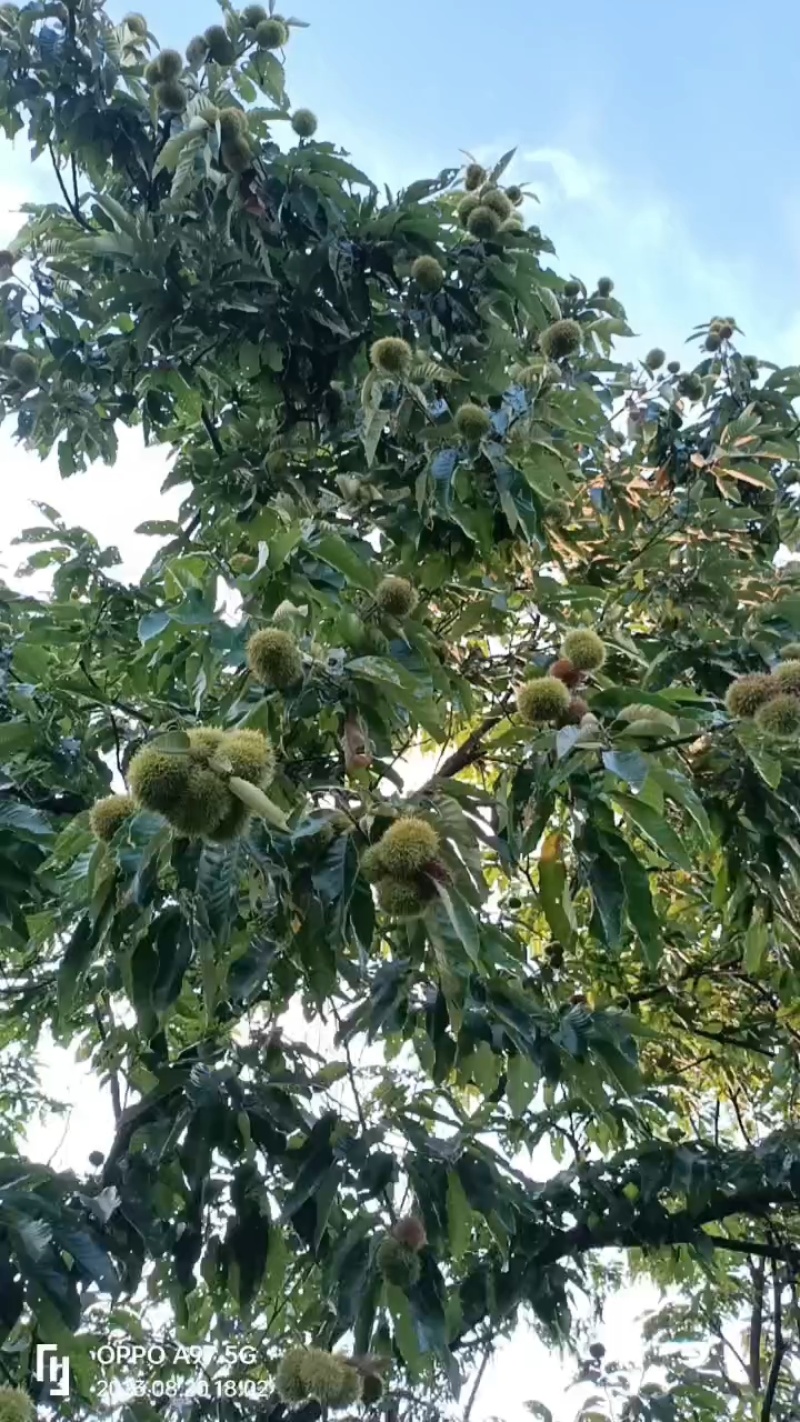 嫩粟米。刺球