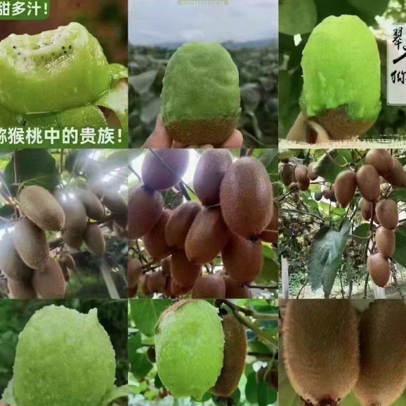 陕西西安周至县猕猴桃-翠香