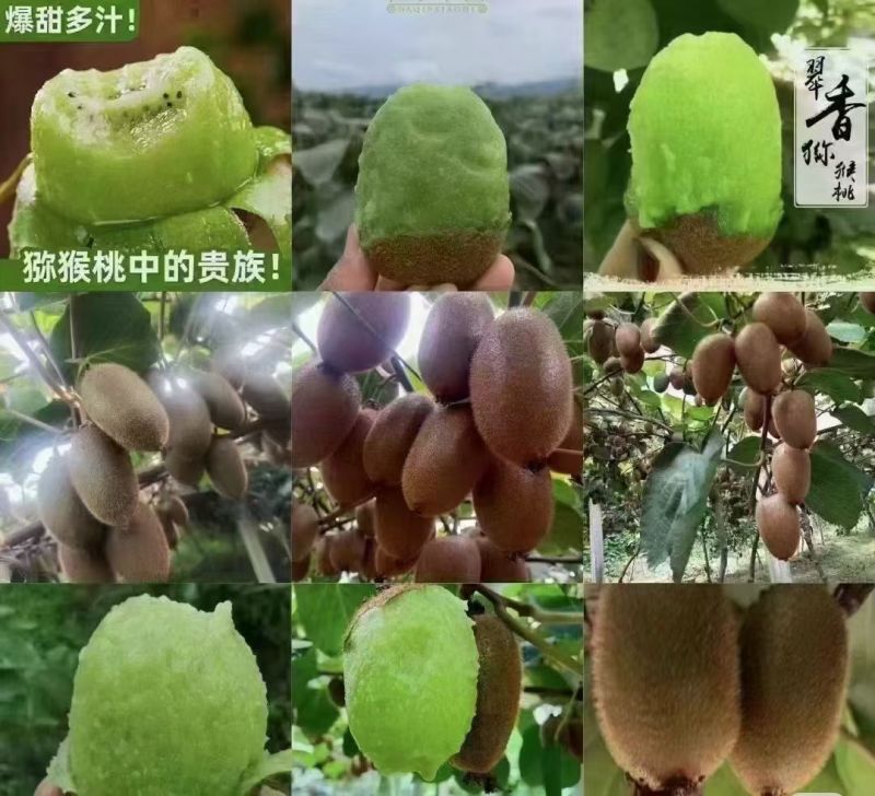 陕西西安周至县猕猴桃-翠香