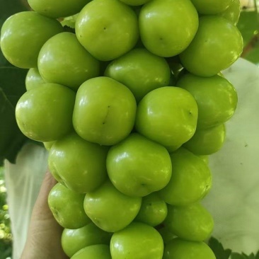 阳光玫瑰大量上市