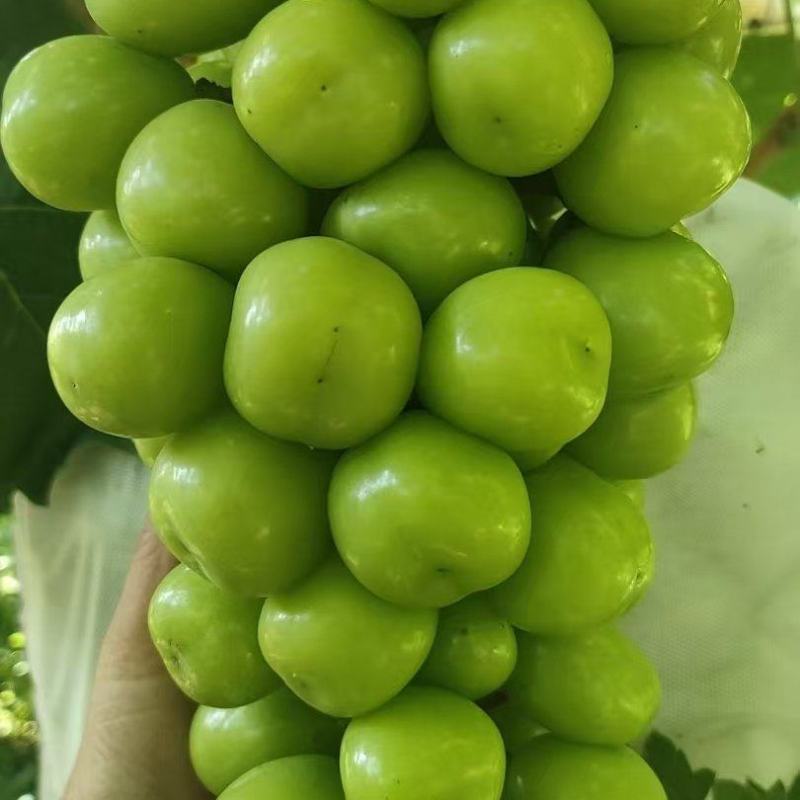 阳光玫瑰大量上市