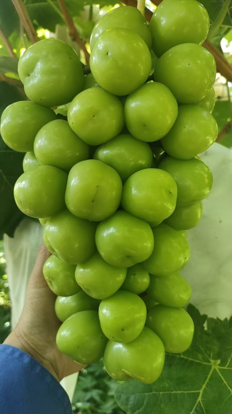 阳光玫瑰大量上市