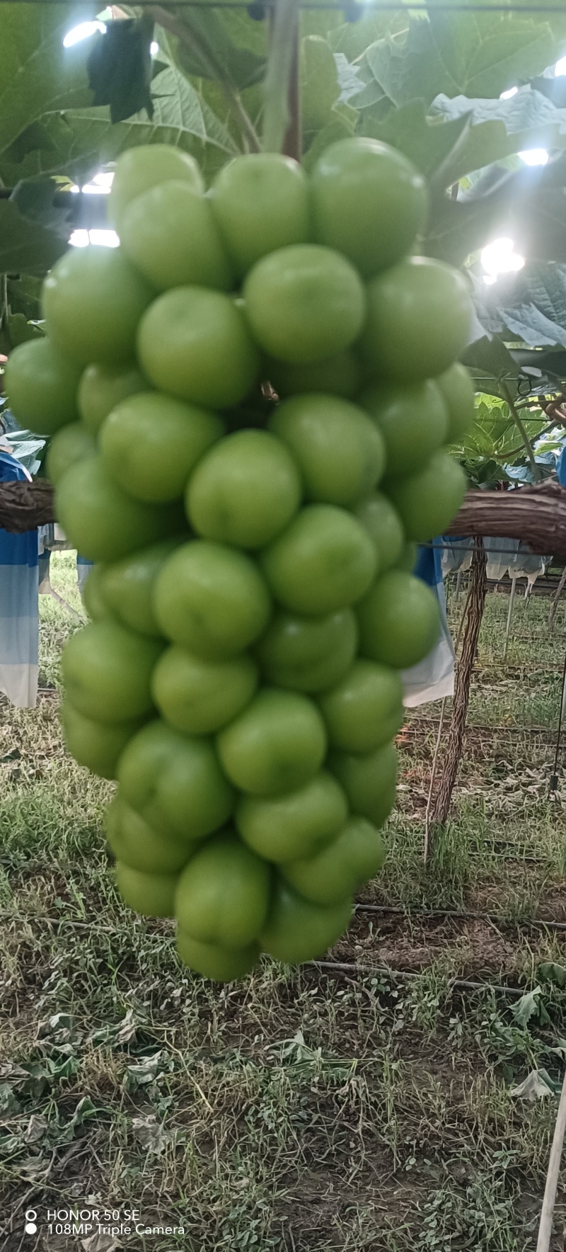 阳光玫瑰大量上市