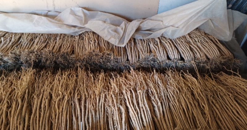 甘肃产地关防风，保质保量，现货现发，量大从优