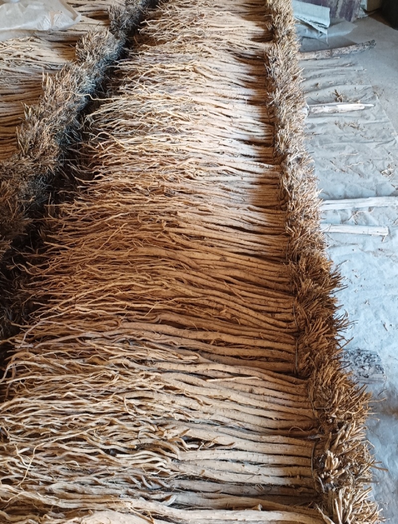 甘肃产地关防风，保质保量，现货现发，量大从优