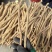 甘肃关防风去头去尾精品货，常年大量供应产地直销，量大从优