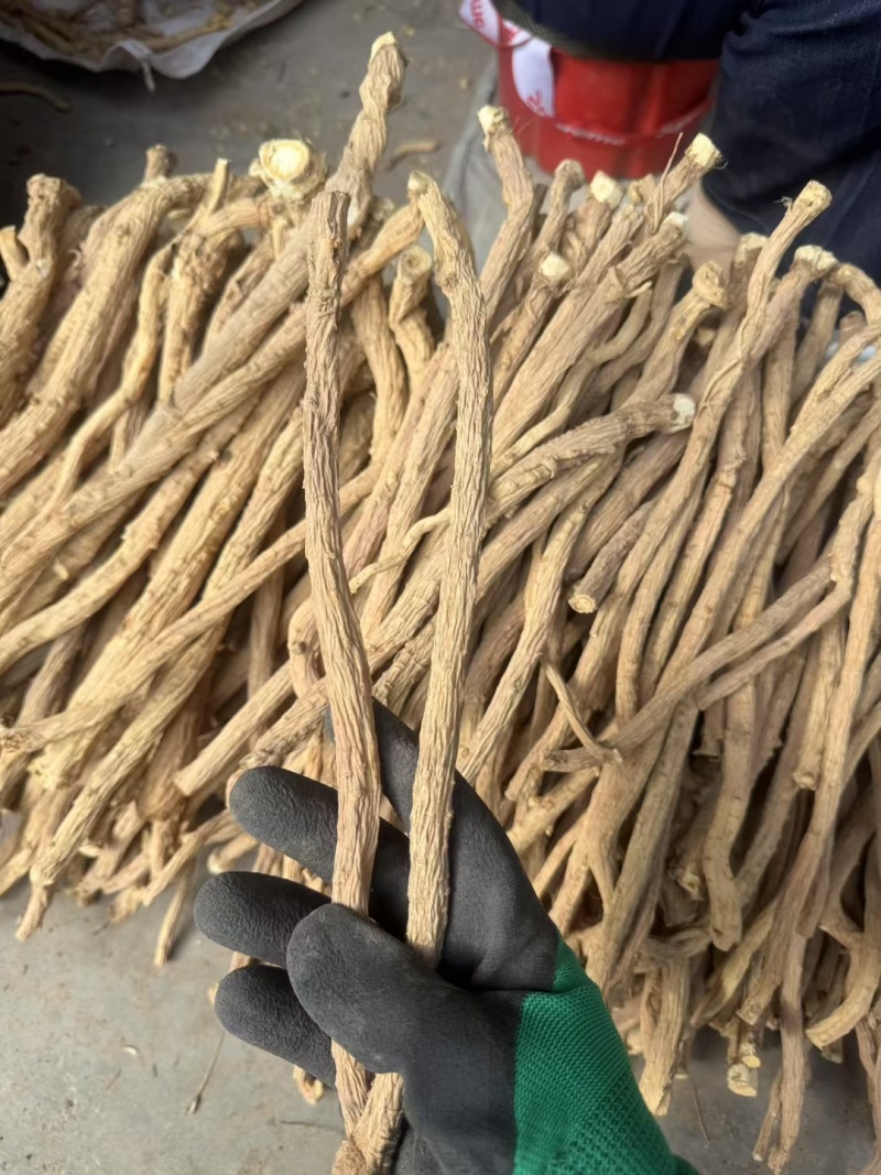 甘肃关防风去头去尾精品货，常年大量供应产地直销，量大从优