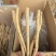 甘肃关防风去头去尾精品货，常年大量供应产地直销，量大从优