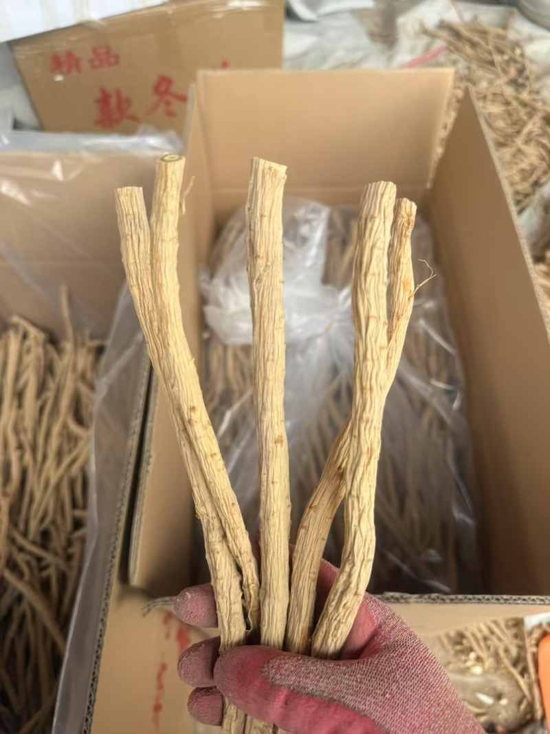 甘肃关防风去头去尾精品货，常年大量供应产地直销，量大从优