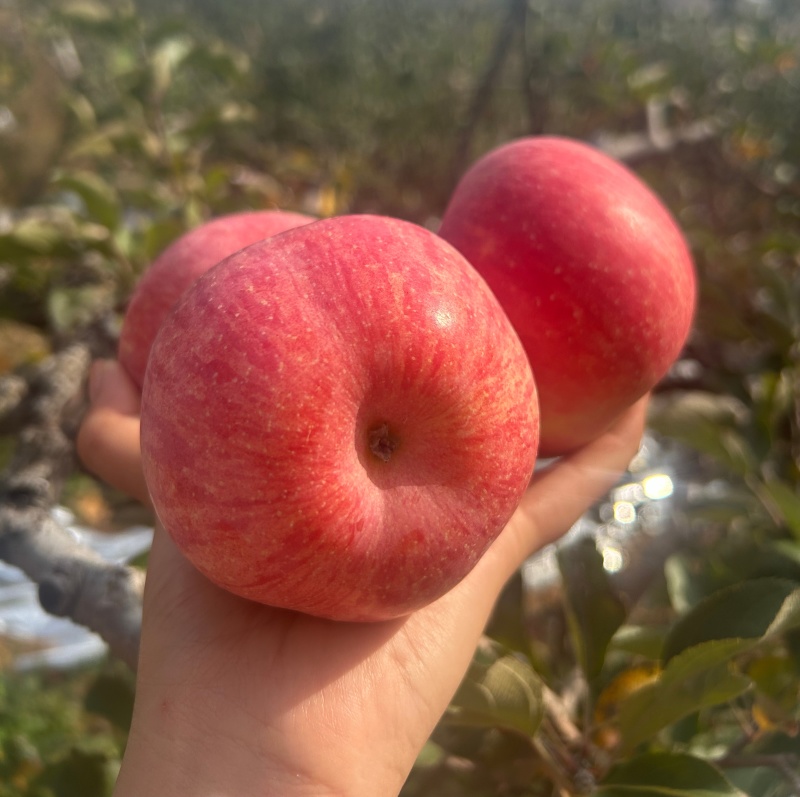 《精选好货》红富士苹果&山东苹果产地/常年有货/全国代发