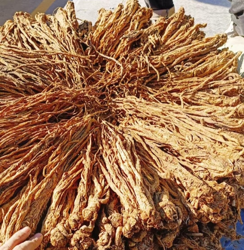 独活水洗货产地直供，量大从优，物美价廉，长期供货欢迎选购