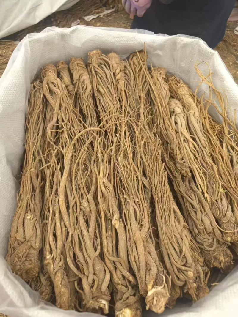 独活水洗货产地直供，量大从优，物美价廉，长期供货欢迎选购