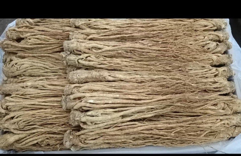 甘肃岷县当归整条，产地源头批发，量大从优，保质保量
