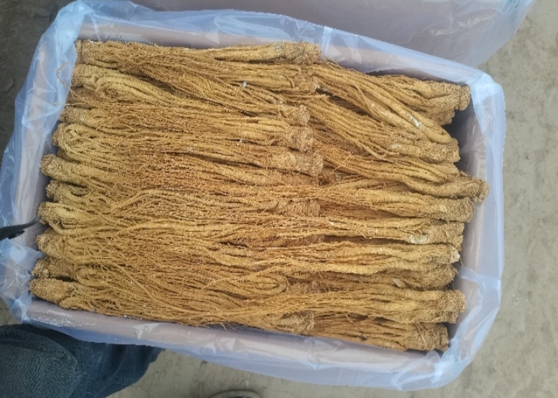 甘肃岷县当归整条，产地源头批发，量大从优，保质保量