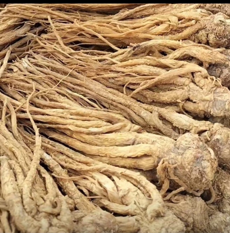 甘肃岷县当归整条，产地源头批发，量大从优，保质保量