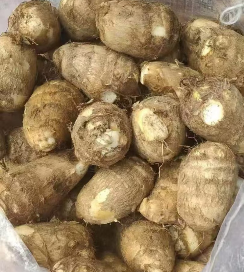 【芋头8520/山东芋头】一手货源/常年批发/量大从优